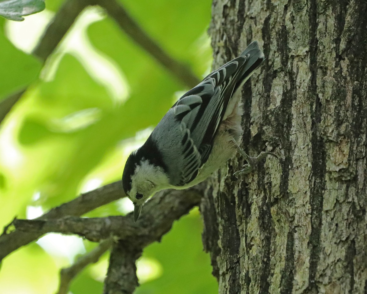 White-breasted Nuthatch - ML619577303