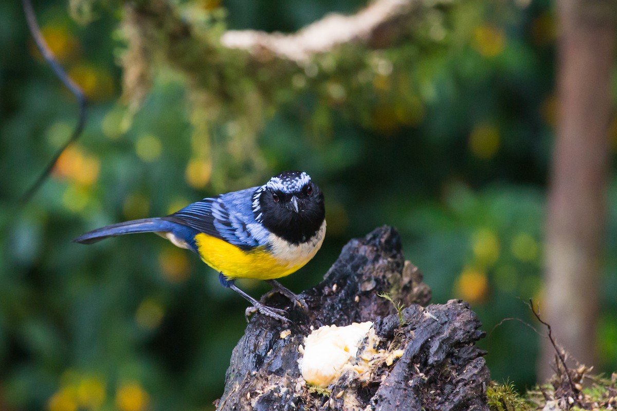 Buff-breasted Mountain Tanager - ML619577321