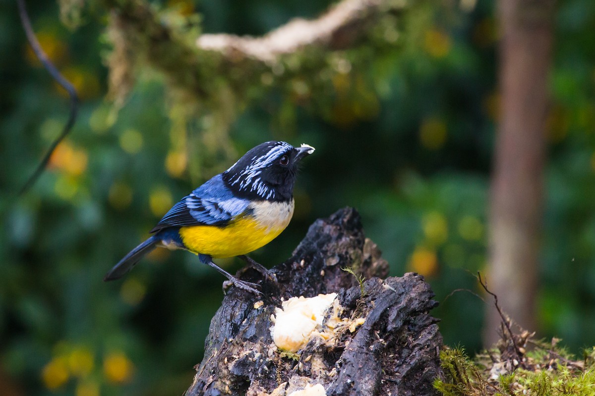 Buff-breasted Mountain Tanager - ML619577322