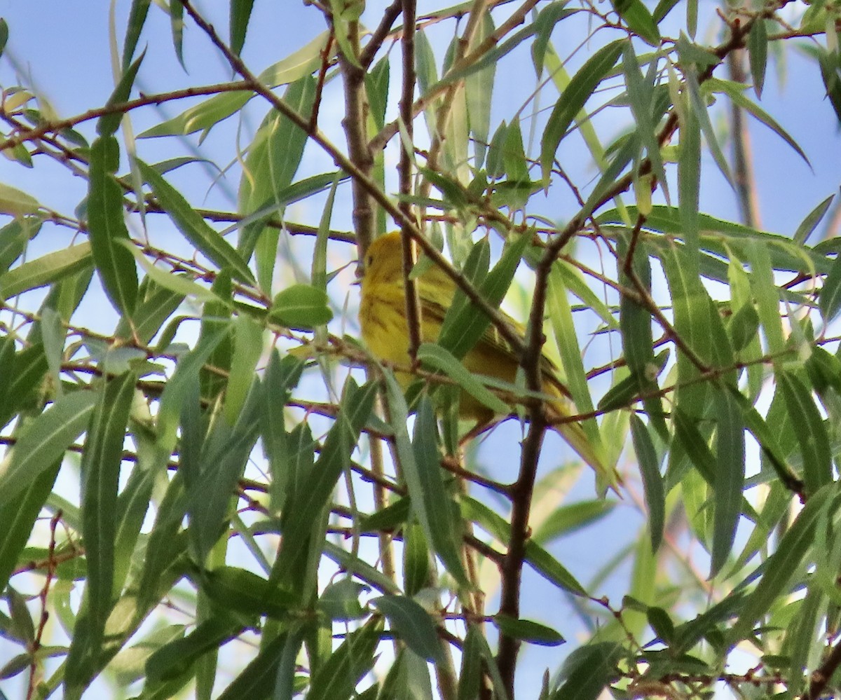 Yellow Warbler - ML619577327