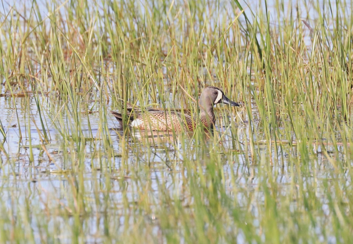 Blue-winged Teal - ML619577349