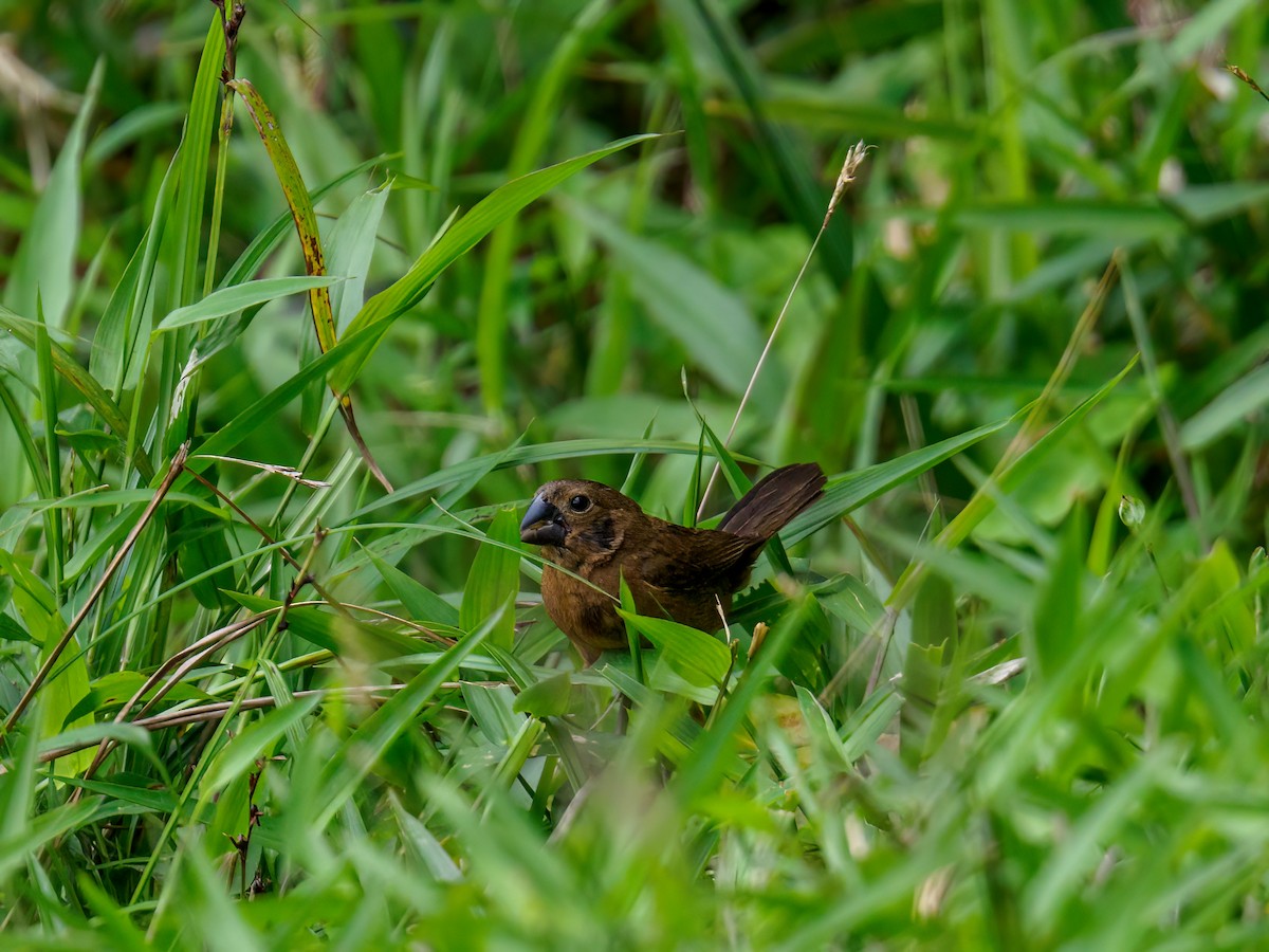 Thick-billed Seed-Finch - ML619577372