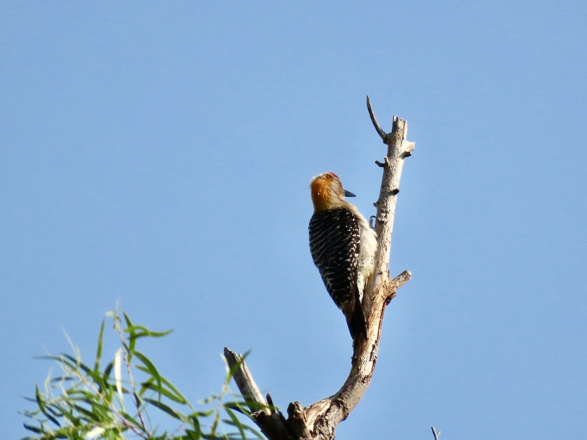 Golden-fronted Woodpecker - ML619577400