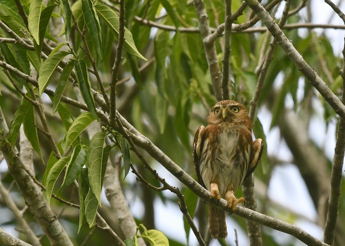 Ferruginous Pygmy-Owl - ML619577428