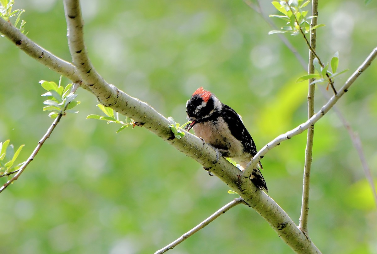 Downy Woodpecker (Pacific) - ML619577446