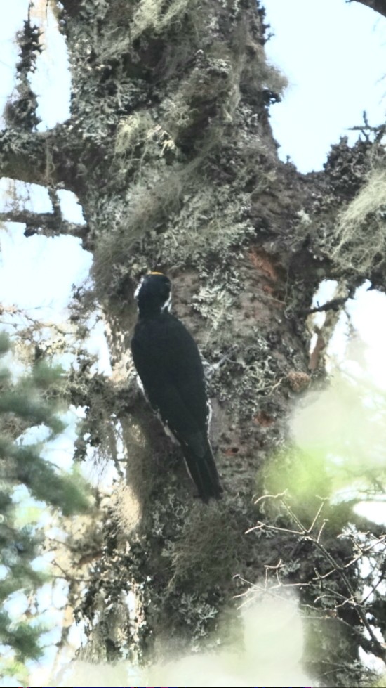 Black-backed Woodpecker - ML619577448