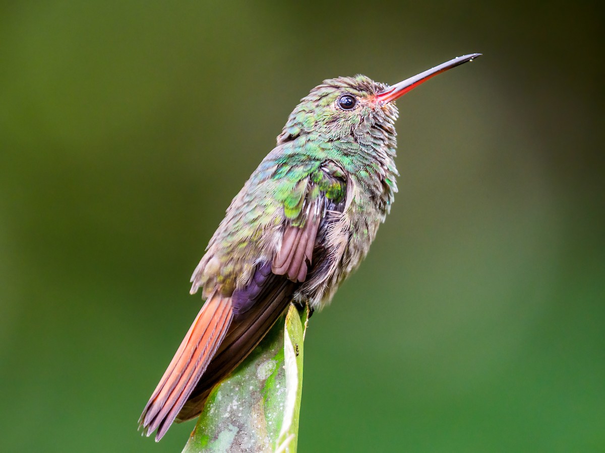 Rufous-tailed Hummingbird - ML619577453