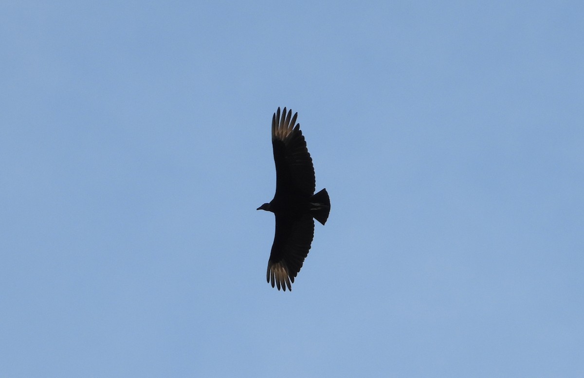 Black Vulture - ML619577491