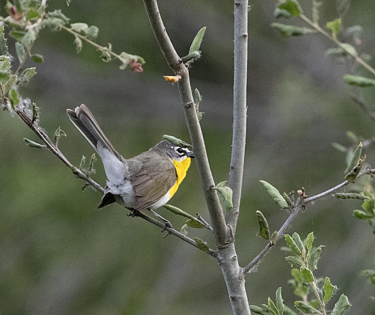 Yellow-breasted Chat - ML619577523