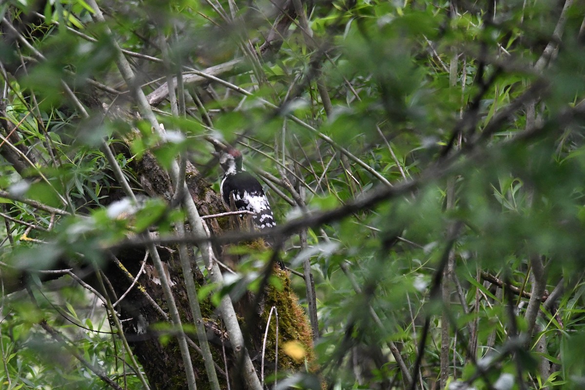 White-backed Woodpecker - ML619577570