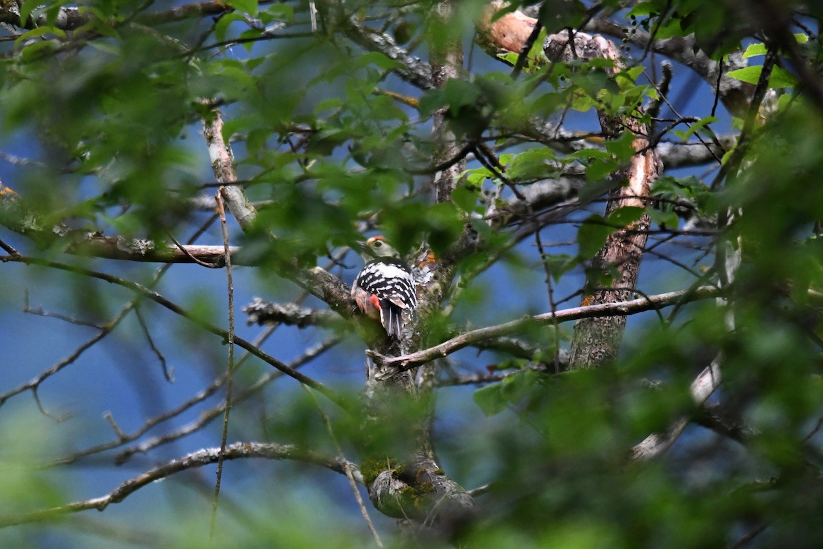 White-backed Woodpecker - ML619577571