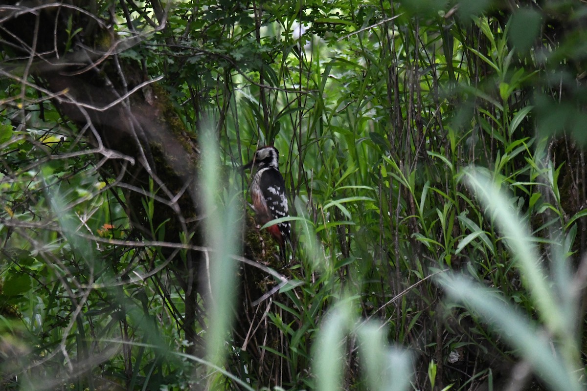 White-backed Woodpecker - ML619577572