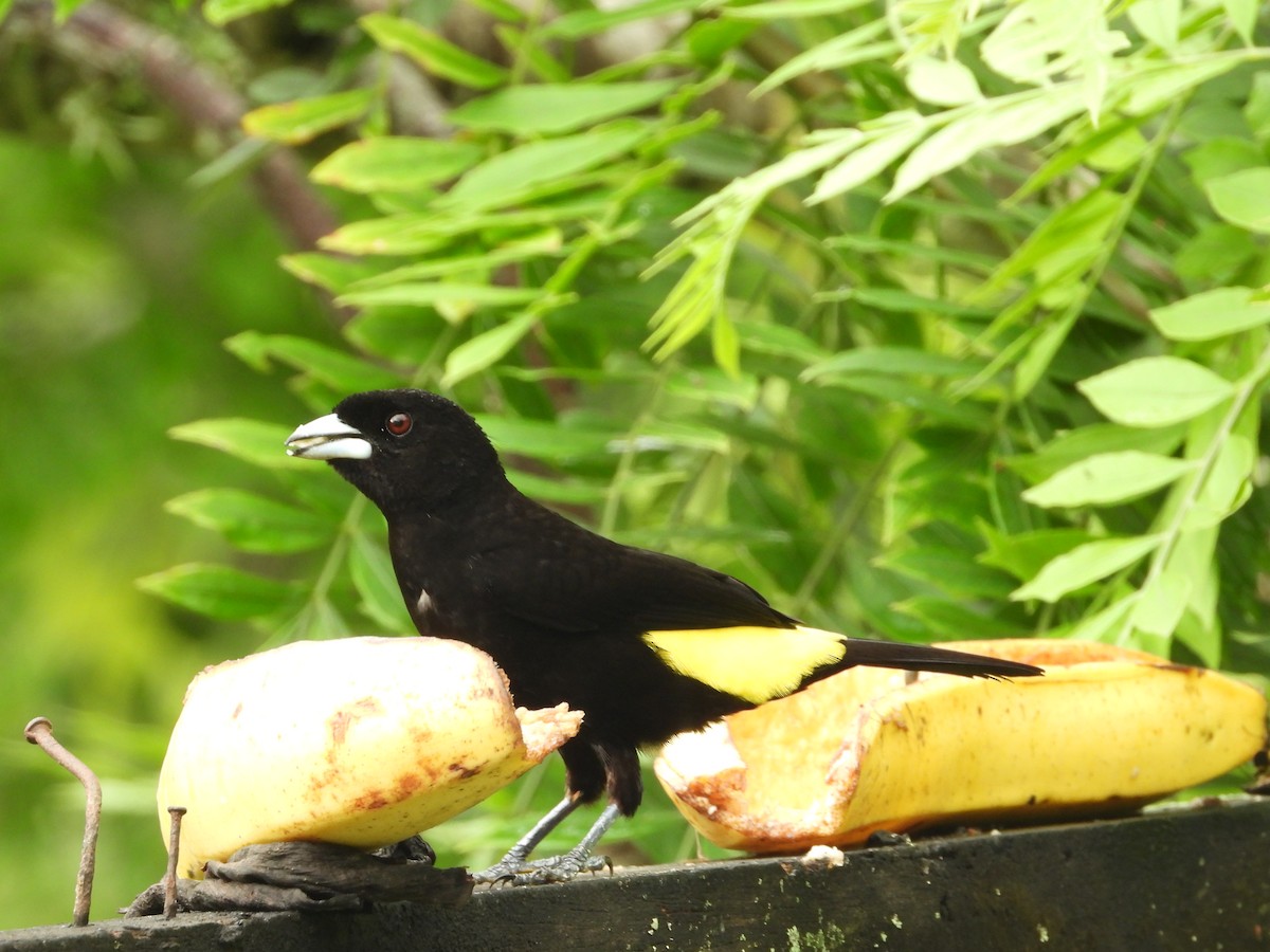 Flame-rumped Tanager - ML619577584