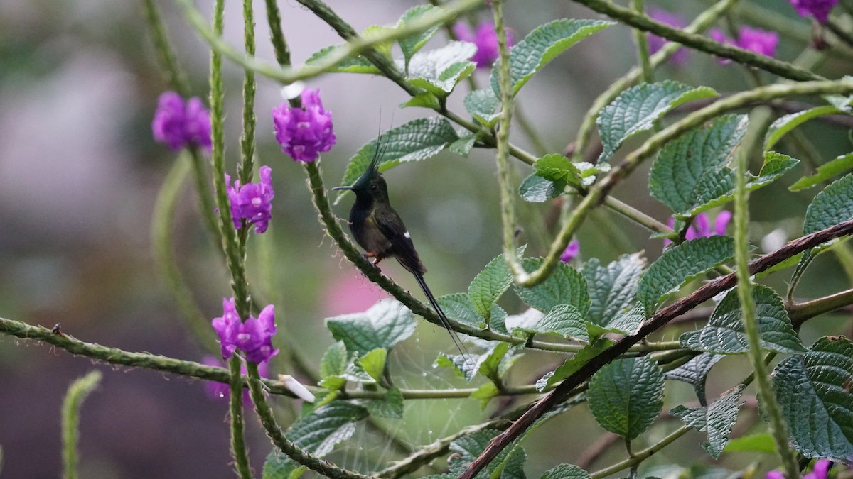 Wire-crested Thorntail - ML619577630