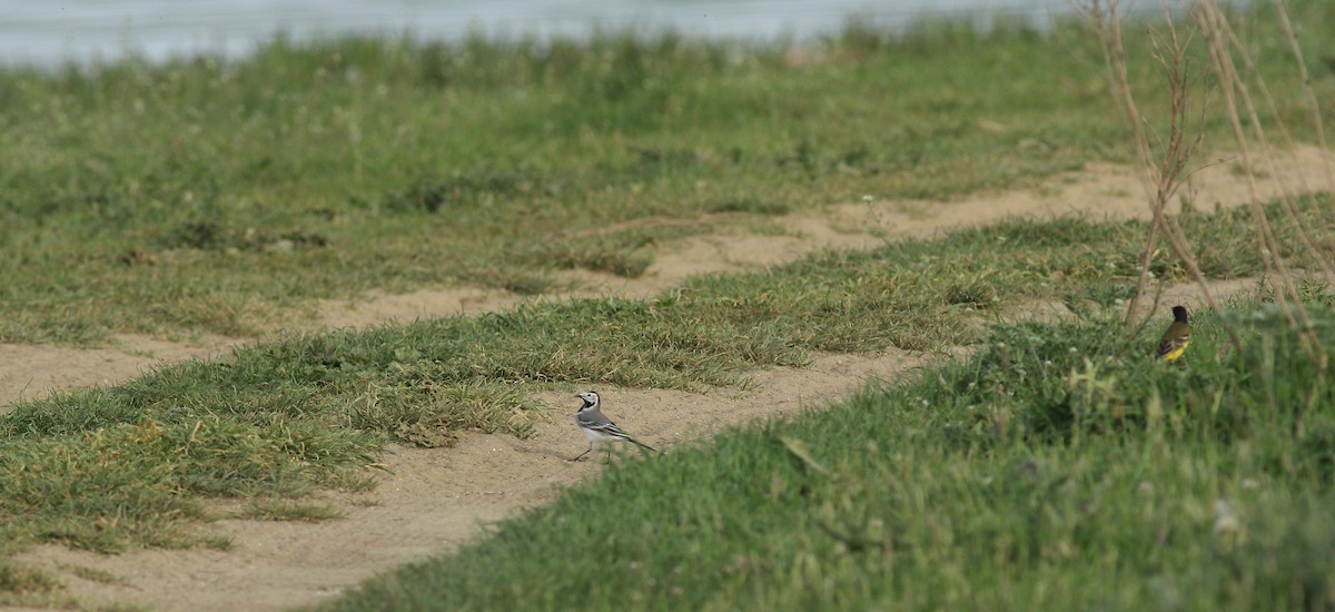 White Wagtail (White-faced) - ML619577647