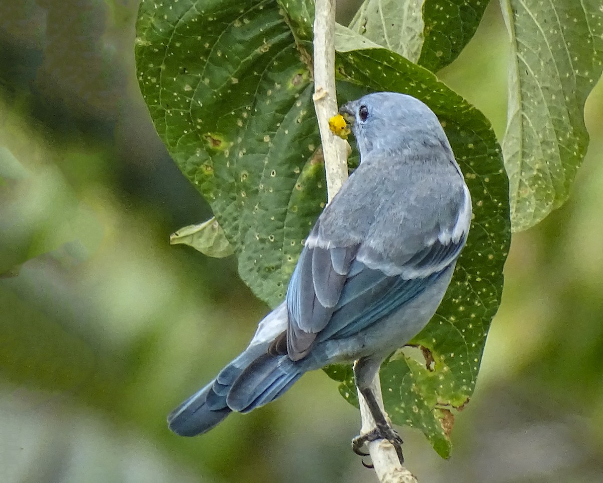 Blue-gray Tanager - ML619577652