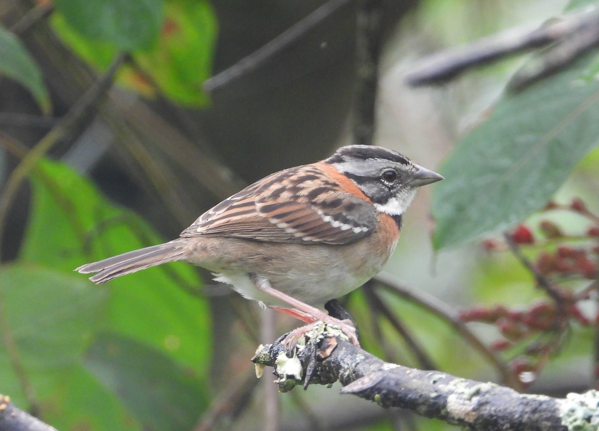 Rufous-collared Sparrow - ML619577657