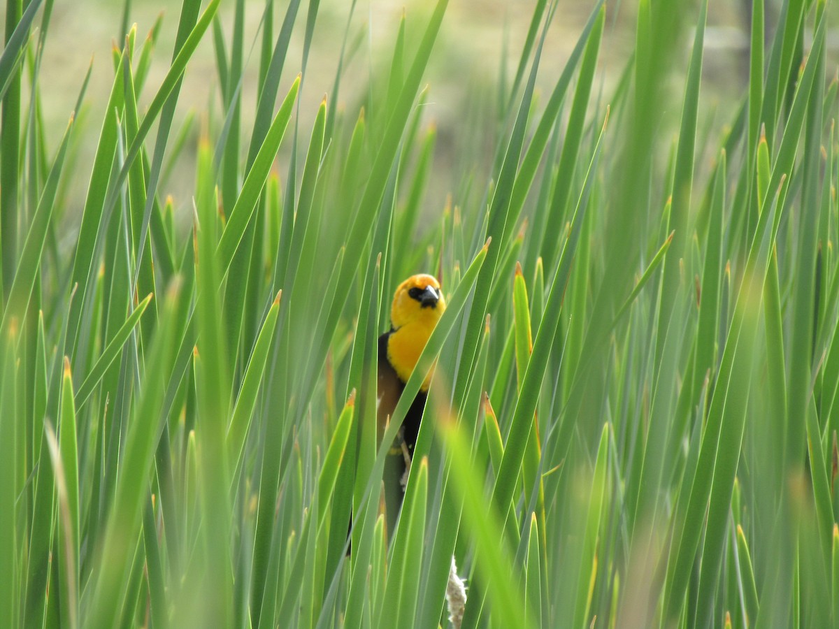 Yellow-headed Blackbird - ML619577680