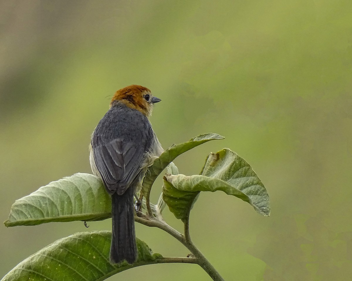 Buff-bellied Tanager - ML619577694