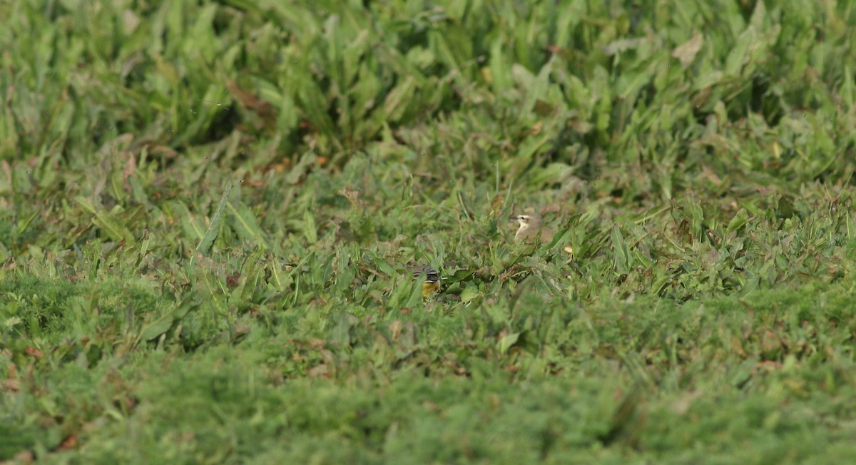 konipas luční (ssp. flava) - ML619577717