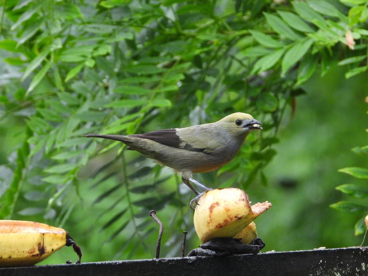 Palm Tanager - ML619577726