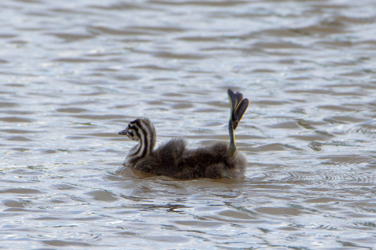 Great Crested Grebe - ML619577732
