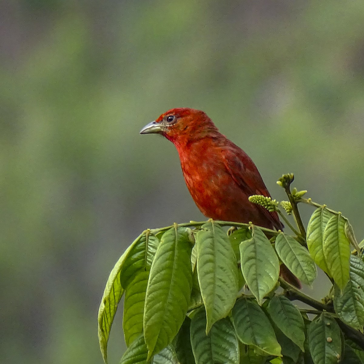 Hepatic Tanager - ML619577733