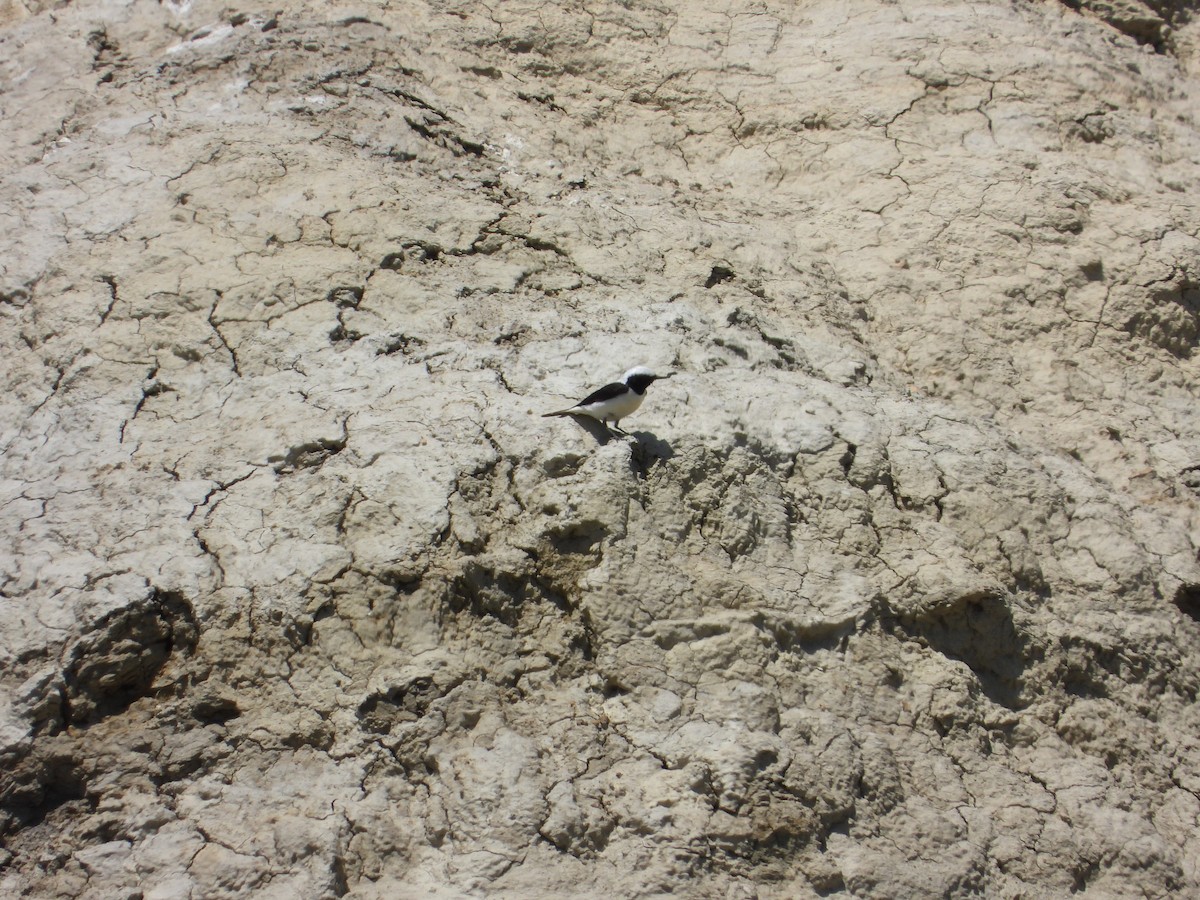 Кам’янка строката x лиса - ML619577734
