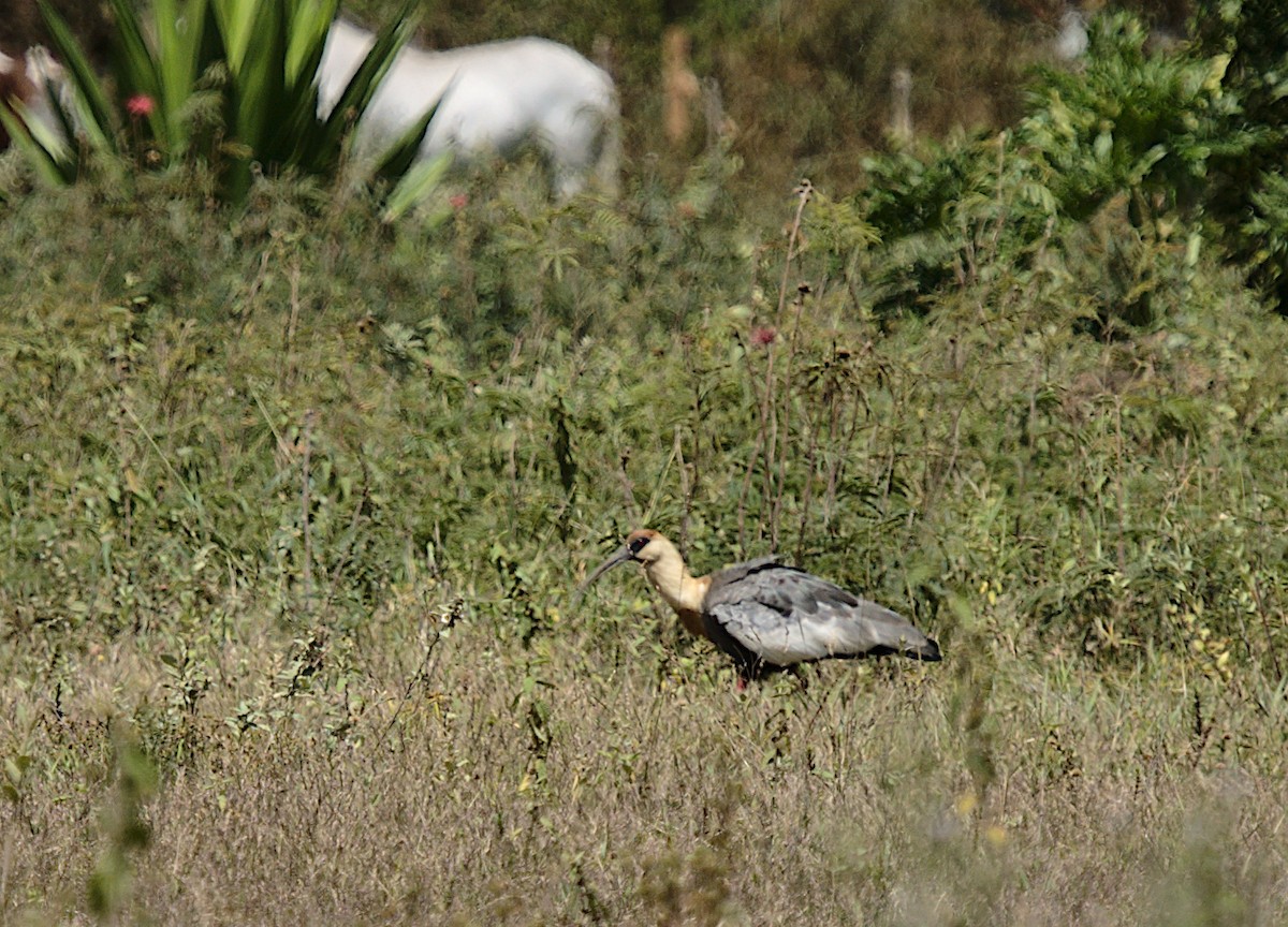 ibis bělokřídlý - ML619577826