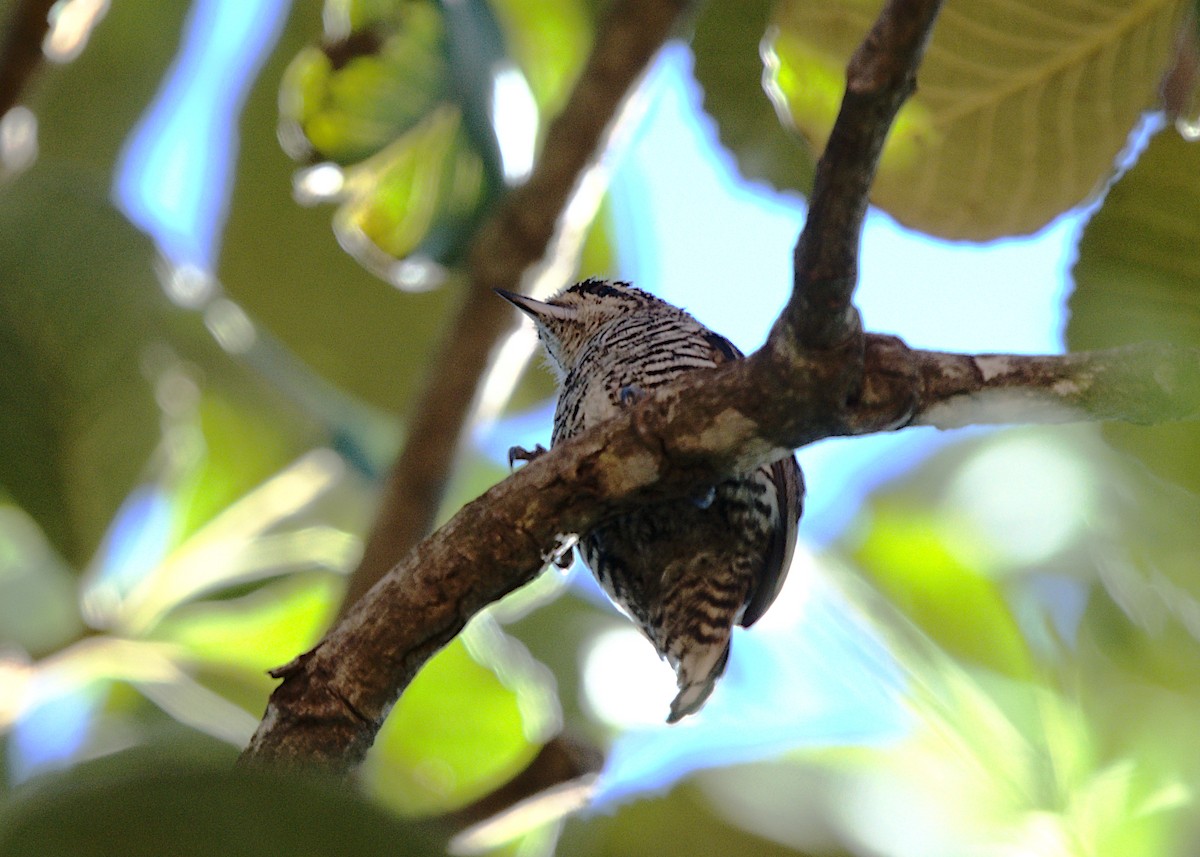 White-barred Piculet - ML619577855