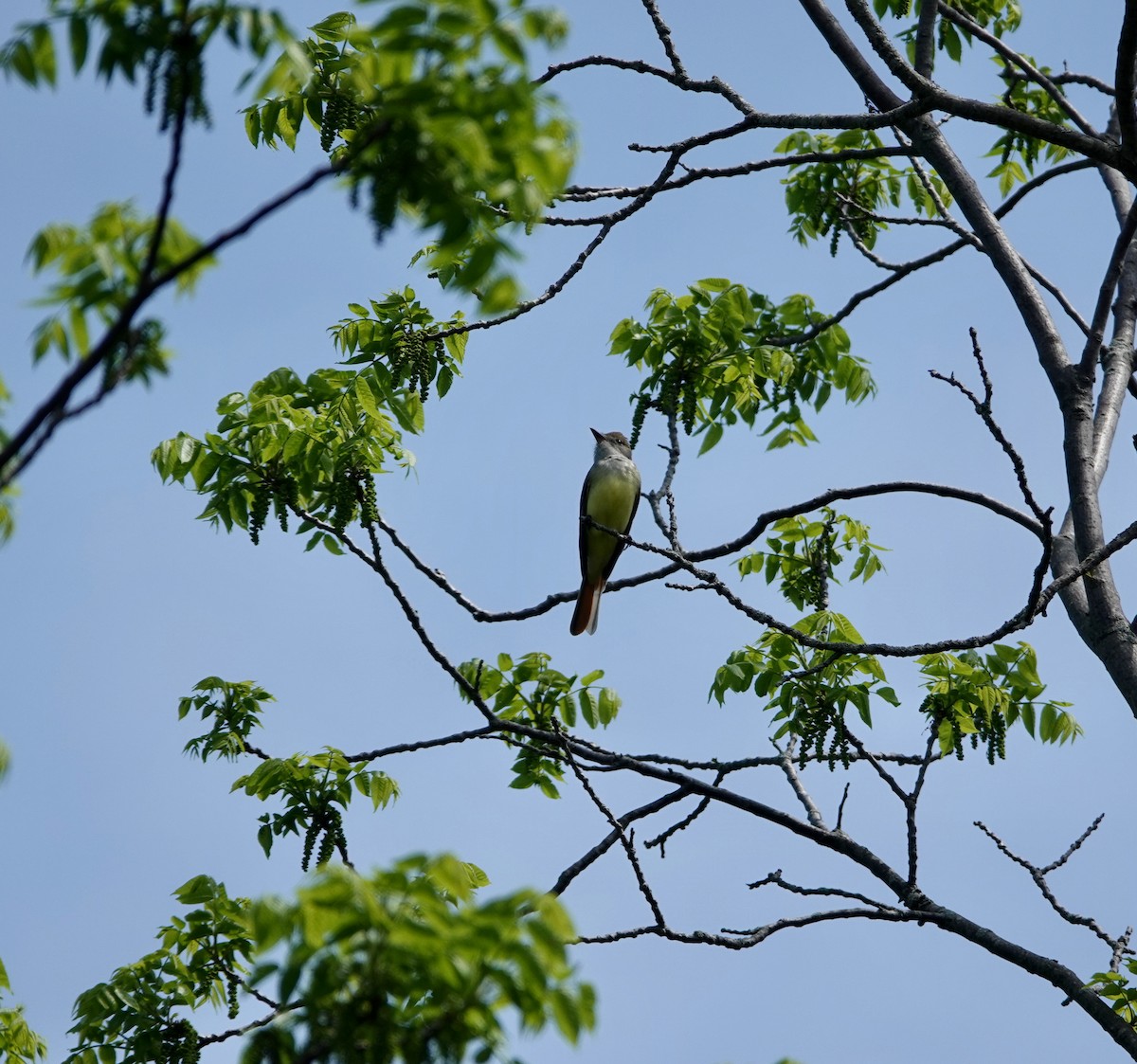 Great Crested Flycatcher - ML619577897
