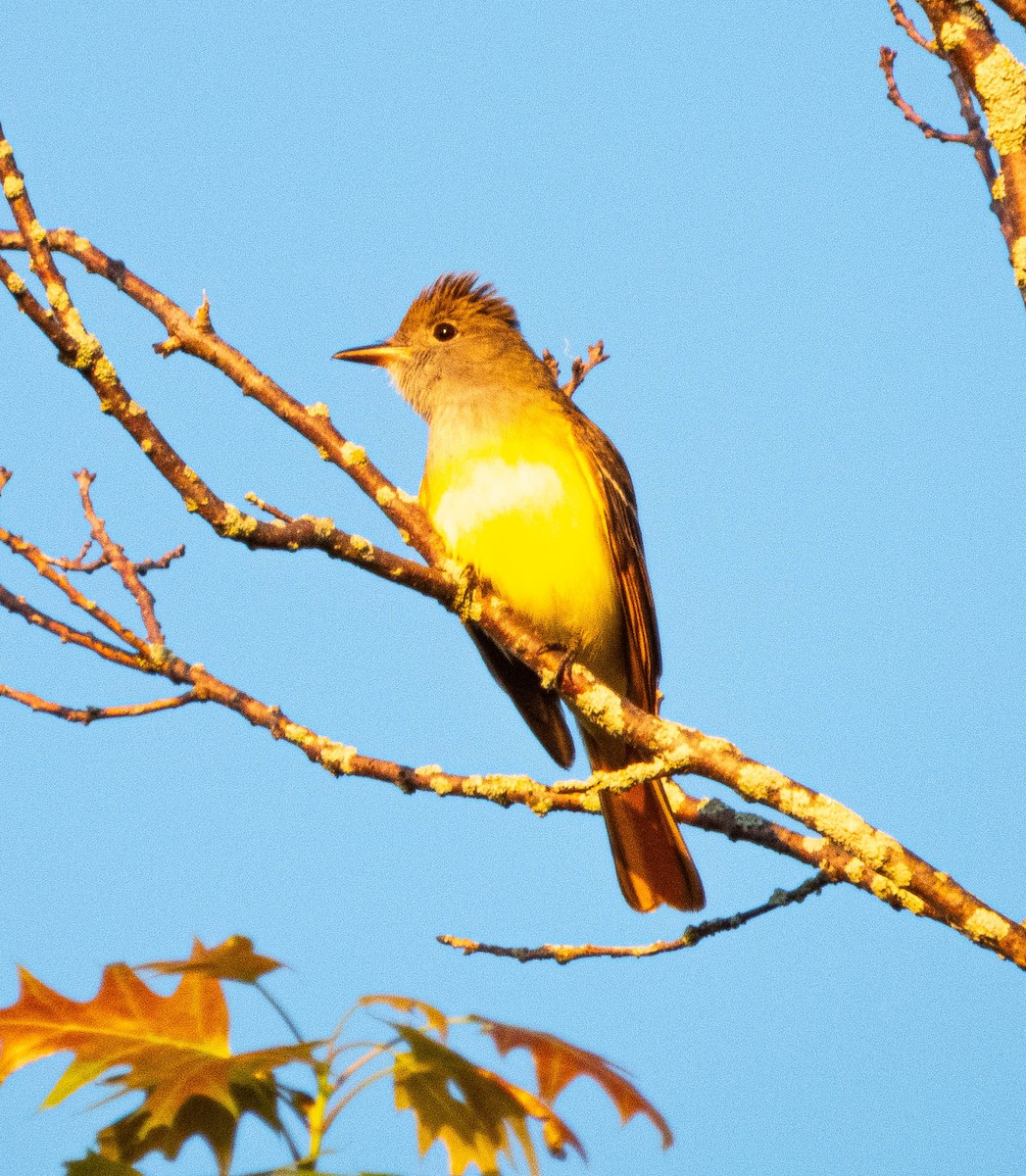 Great Crested Flycatcher - ML619577899