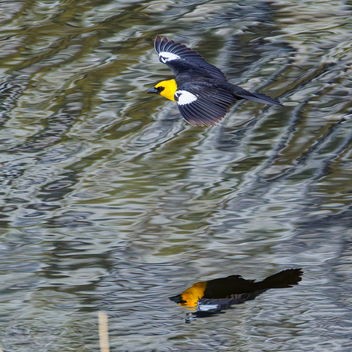 Yellow-headed Blackbird - ML619577943