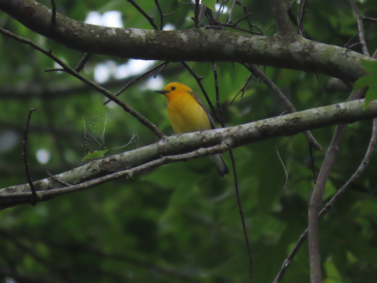 Prothonotary Warbler - ML619577962