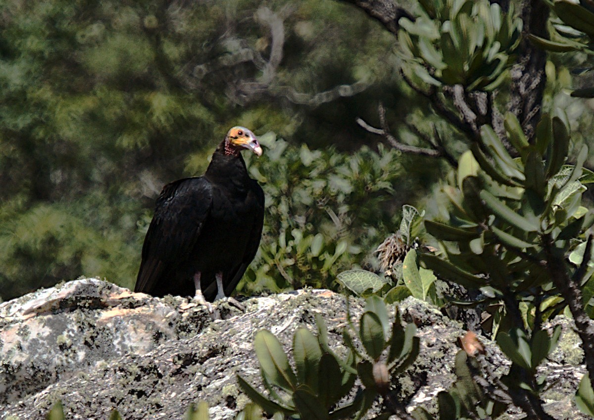 Lesser Yellow-headed Vulture - ML619577981