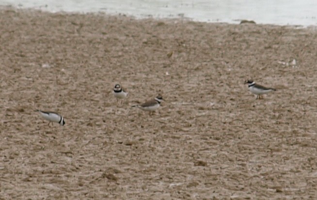Common Ringed Plover - ML619577987