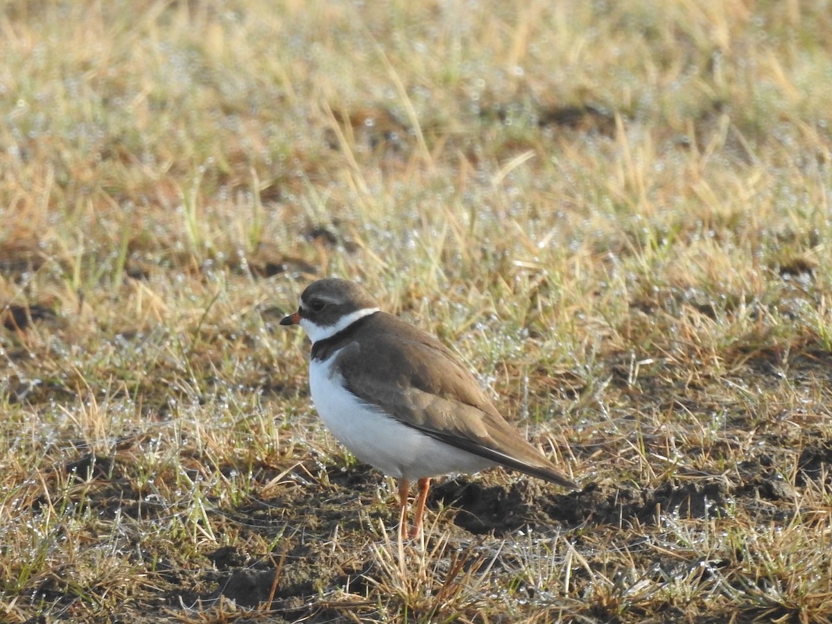 Semipalmated Plover - ML619578008