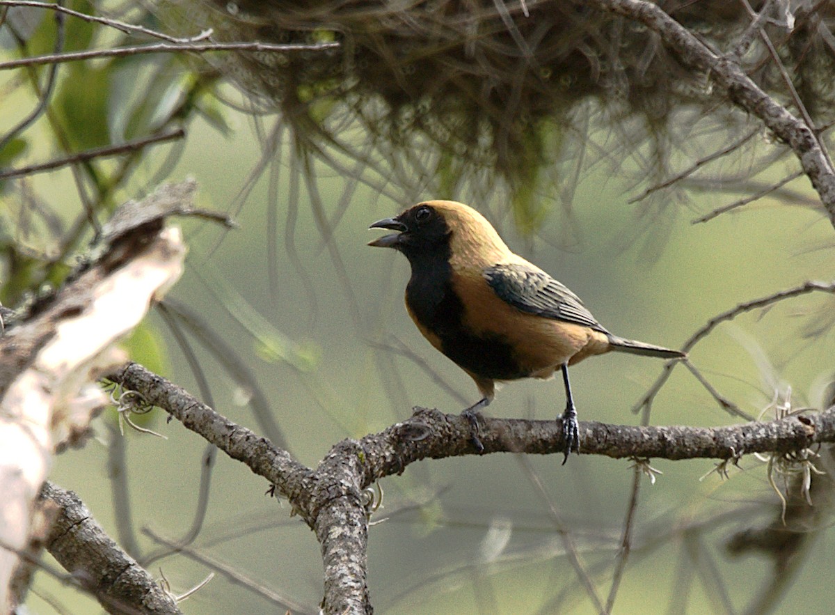 Burnished-buff Tanager - ML619578022