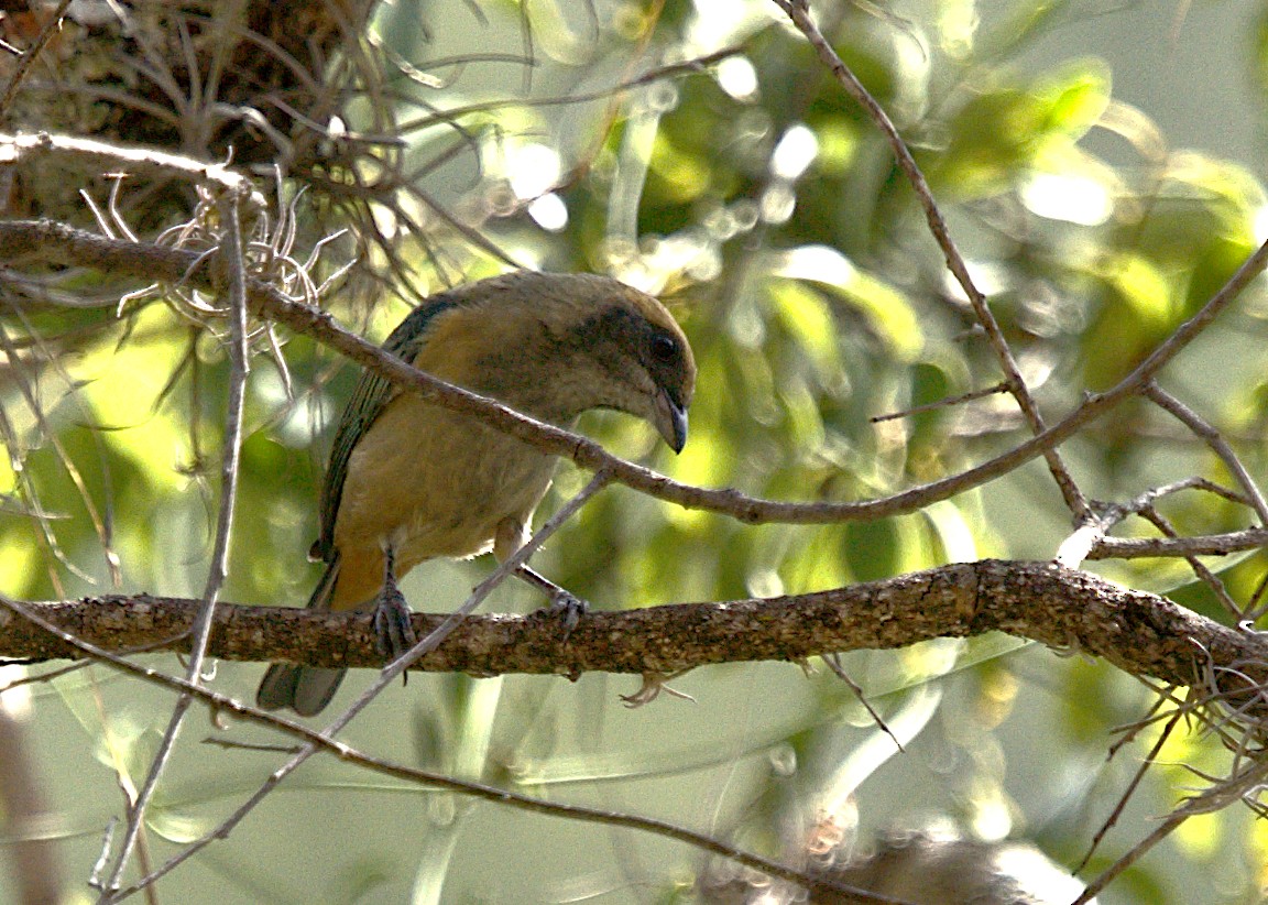Burnished-buff Tanager - ML619578023