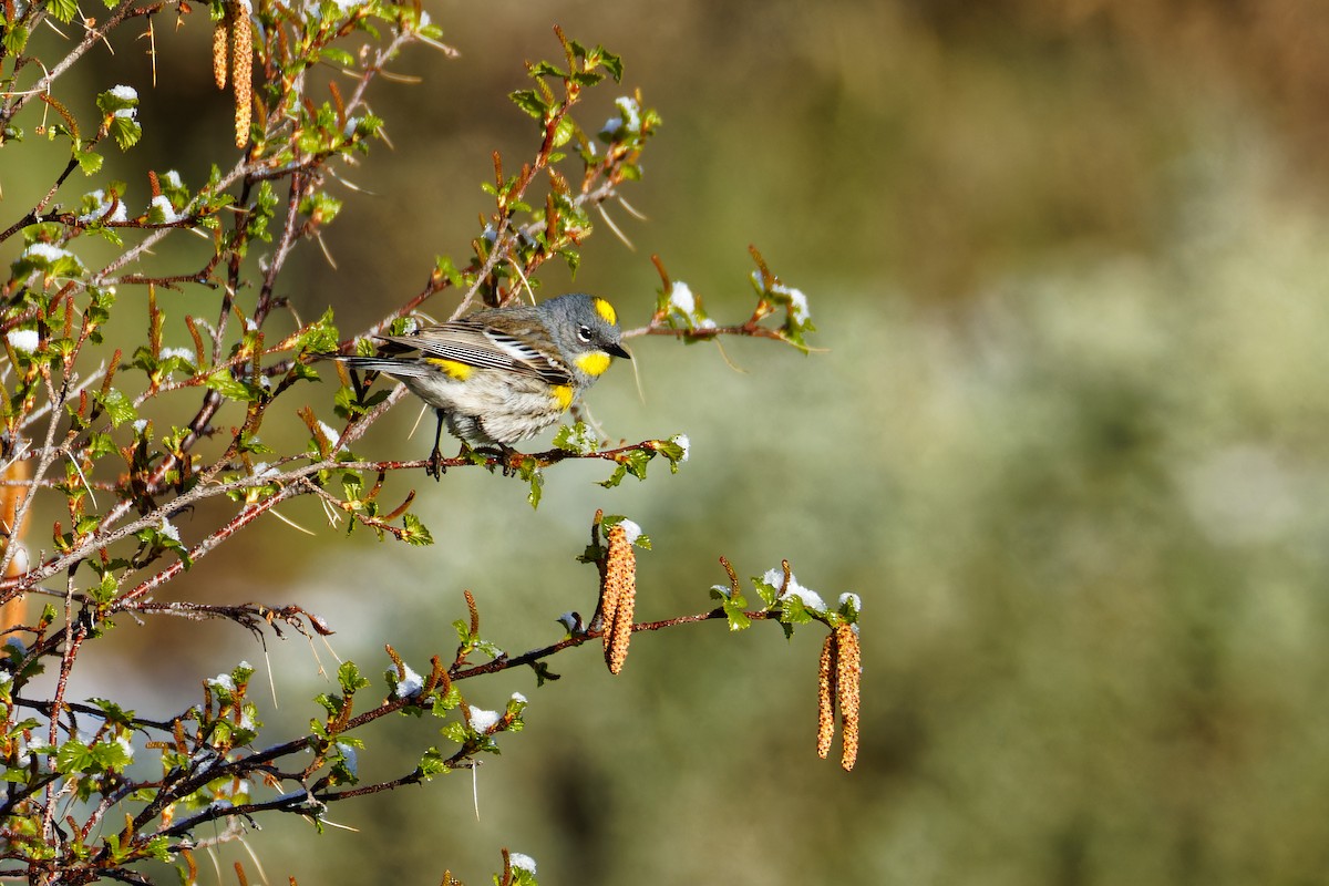 Yellow-rumped Warbler (Audubon's) - ML619578024