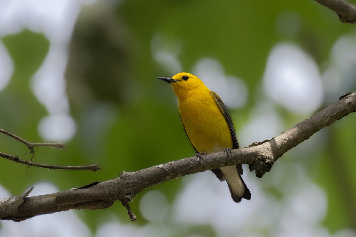 Prothonotary Warbler - ML619578026