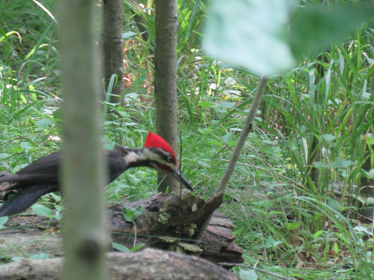 Pileated Woodpecker - ML619578090