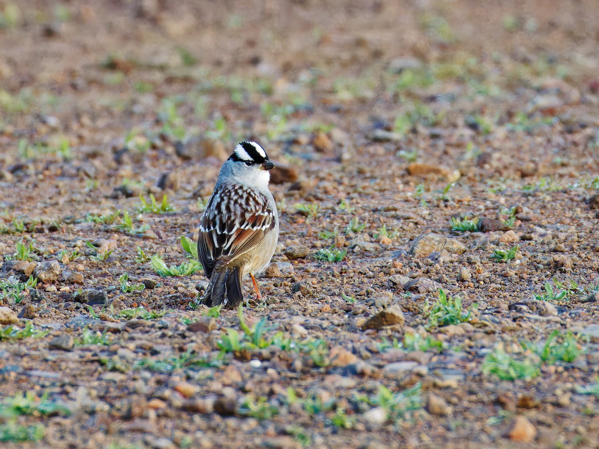 White-crowned Sparrow - ML619578102