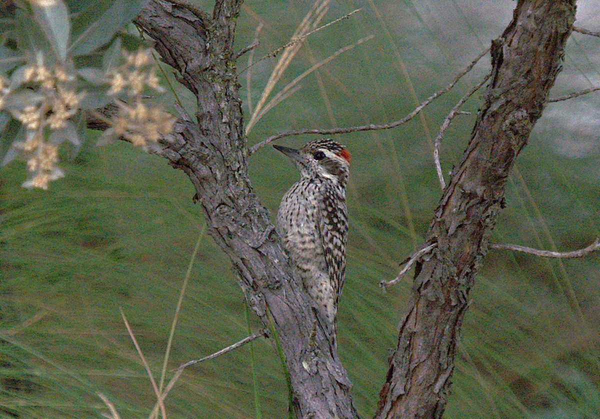 Checkered Woodpecker - ML619578119