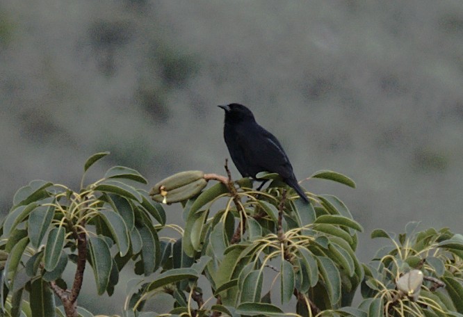 Chopi Blackbird - ML619578142