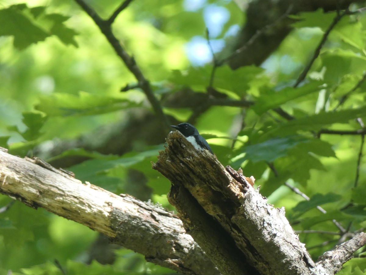 Black-throated Blue Warbler - ML619578154