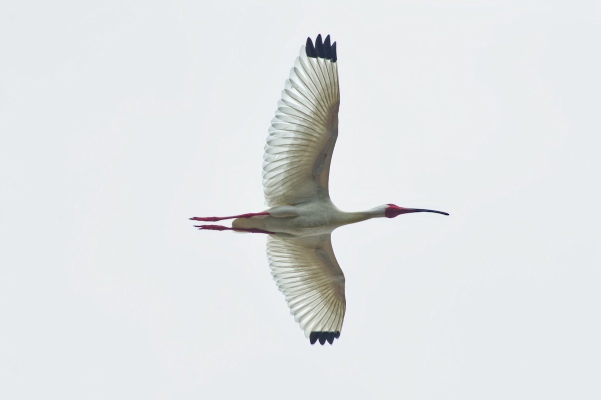 Ibis blanc - ML619578160