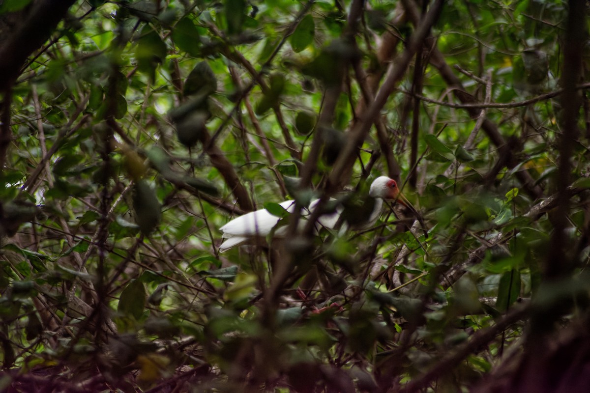 Ibis blanc - ML619578161