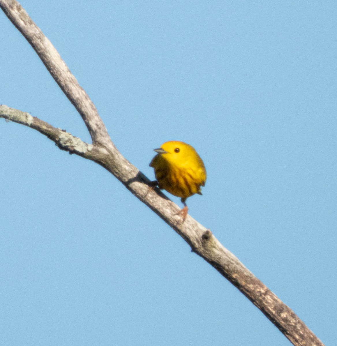 Yellow Warbler - ML619578182