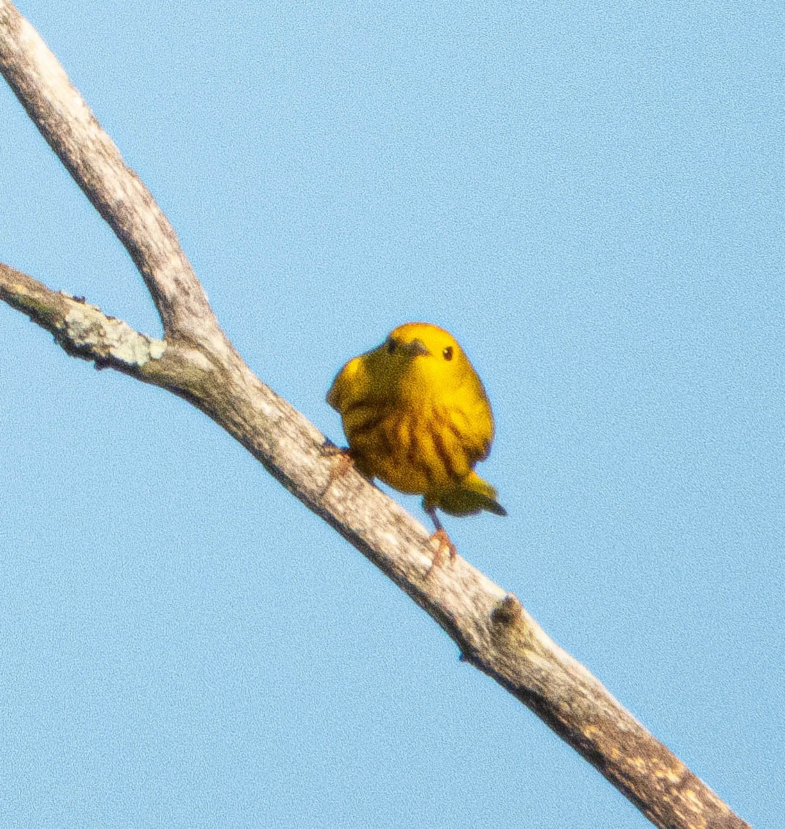 Yellow Warbler - ML619578185